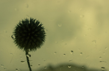 dry thistle flower behind glass in the rain