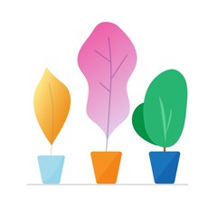 Houseplants or house plants isolated in pot indoor vector colorful flat cartoon set on white background illustration, home plant growing herbal gardening decoration concept