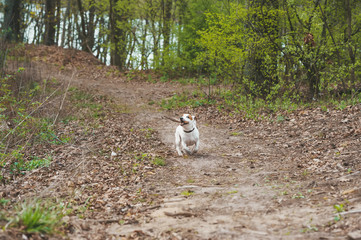 Obraz na płótnie Canvas Little white dog running with a small wooden stick in the forest on pathway
