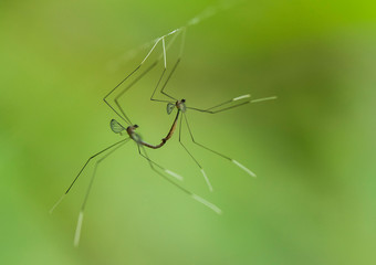 Crane fly