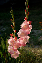 Two pale pink gladioluses on green dark background