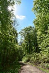 Fototapeta na wymiar Wald und Berge