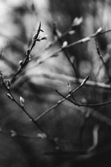 black and white landscape photography, spring, plants and nature