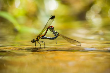Damselflies Matting