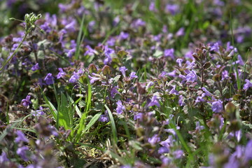 Drobne fioletowe kwiatki