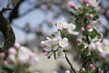 Fototapeta Pszczoła na kwiecie jabłoni obraz