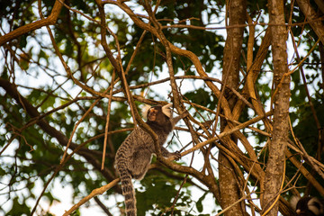 Fototapeta premium Little monkeys in the wild. Wild animals on tree branches. Primates for vaccine experimentation.
