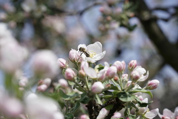 Fototapeta Pszczoła na kwiecie jabłoni obraz