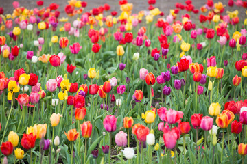 Fototapeta premium Tulpe, Tulpen, Tulpenfeld