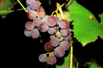 Bunch of purple blue grapes on black background from left side and green leaves from right side