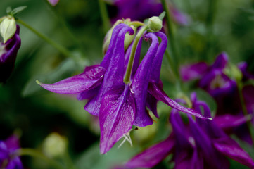 Purple bells in green grass of garden