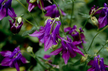 Purple bell close-up among others bells and grass