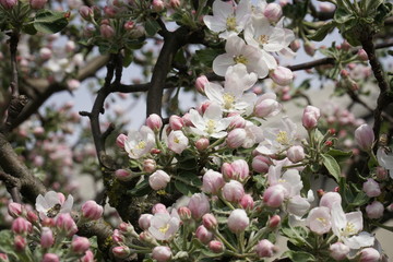 Różowo kwitnąca jabłoń - obrazy, fototapety, plakaty