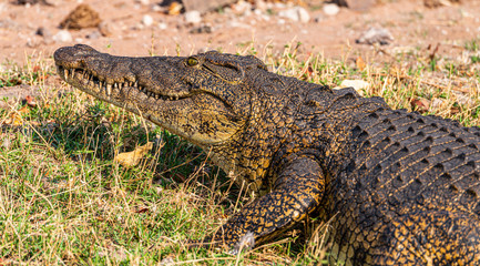 Nile crocodile (Crocodylus niloticus) in the Chobe National Park, Botswana