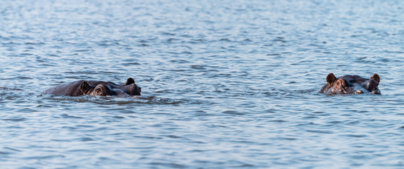 Hippo spotted in the Chobe National Park, Botswana