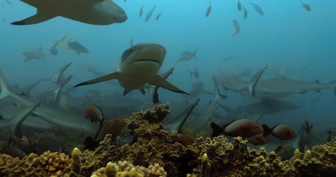 Sharks and fishes swim in the Pacific Ocean. Underwater marine life with grey sharks and fishes near coral reef in the Sea. Diving in the clear water - close up