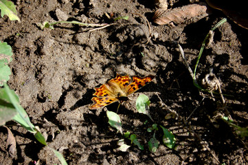 Orange colour butterfly with backs dots on the dark ground in rays of sun