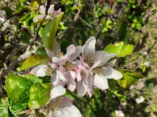 apple tree blossom