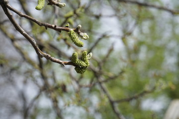 kwitnący orzech © MK-MOVIE