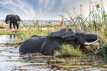 Elephants in the Chobe National Park, Botswana