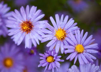 Blue aster flowers.
