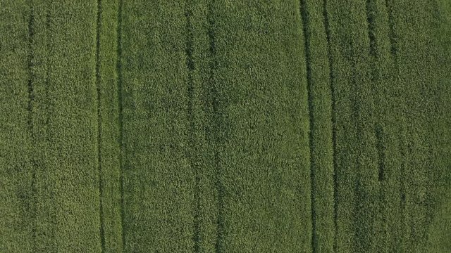 Riziere Aerial