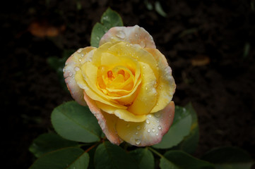 Yellow rainy rose with drops of water on petals