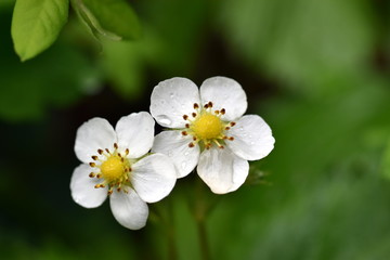 Walderdbeerblüten im Regen