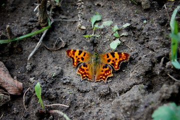 Orange colour butterfly with backs dots on the ground