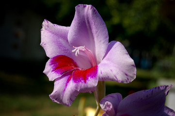 Flower of light purple gradiolus with red purple sign inside petals in sun rays