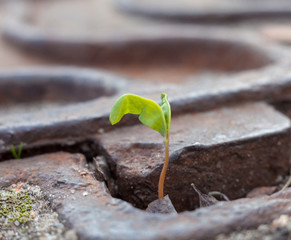 Green plant growing in a metal manhole.