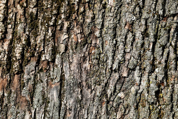 
Texture of an old tree that is over 100 years old
