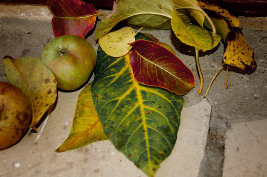 Green yellow red valnut leaves and green apple on grey ground