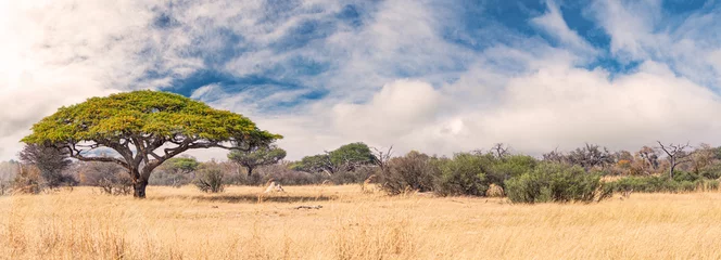 Keuken spatwand met foto Afrikaans landschap in het Hwange National Park, Zimbabwe © HandmadePictures