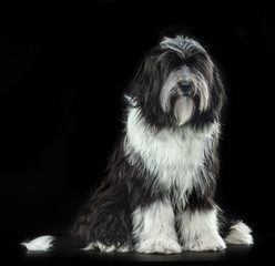 Tibetan Terrier, a dog sitting on a black background