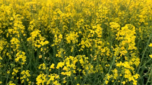 blooming green fields with bright rapeseed flowers, blue sky, natural landscape, concept of beauty of nature, ecology, environment, agricultural, background for designer