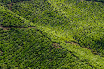 Tea plantation at the Cameron Highlands in Malaysia