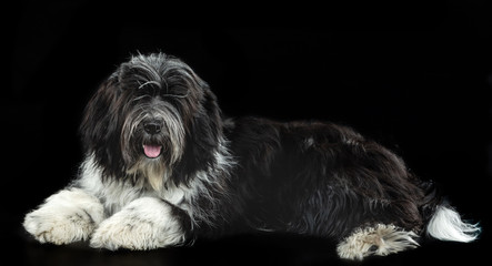 Tibetan Terrier, a dog lies on a black background