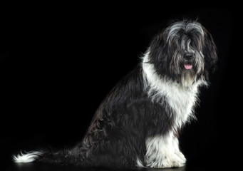 Tibetan Terrier, a dog sitting on a black background
