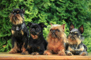 Fototapeta na wymiar Four cute dogs, griffon and brabancon breeds