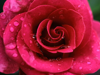 red rose in dew drops. rose flower close-up