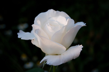 Clear white rose on black background