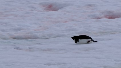 Adelie penguin on snow sliding on its belly, at Stonington Islands