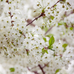 Cherry tree flowers in spring. spring flowering gardens.