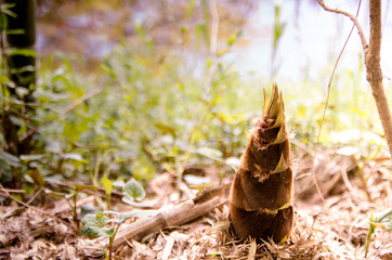 たけのこ　竹の子　筍　タケノコ