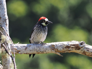 Eichelspecht in Costa Rica