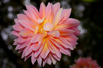 Light pink dahlia with yellow middle in light of evening sun