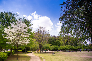 ハナミズキ　はなみずき　花水木