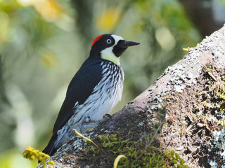 Eichelspecht in Costa Rica