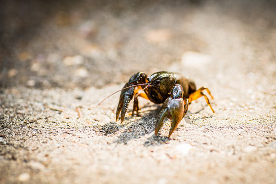 A smaller craw fish walking on sand